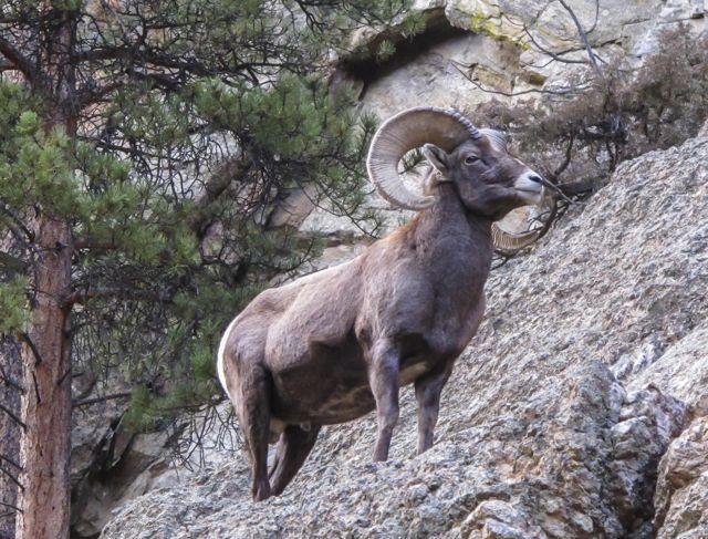 Bighorn sheep