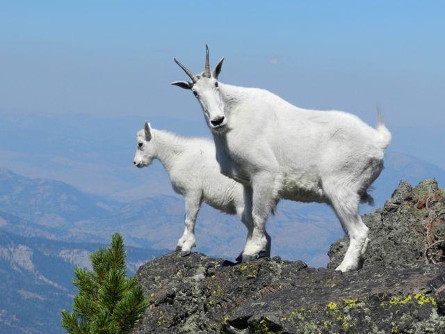 Mountain goats