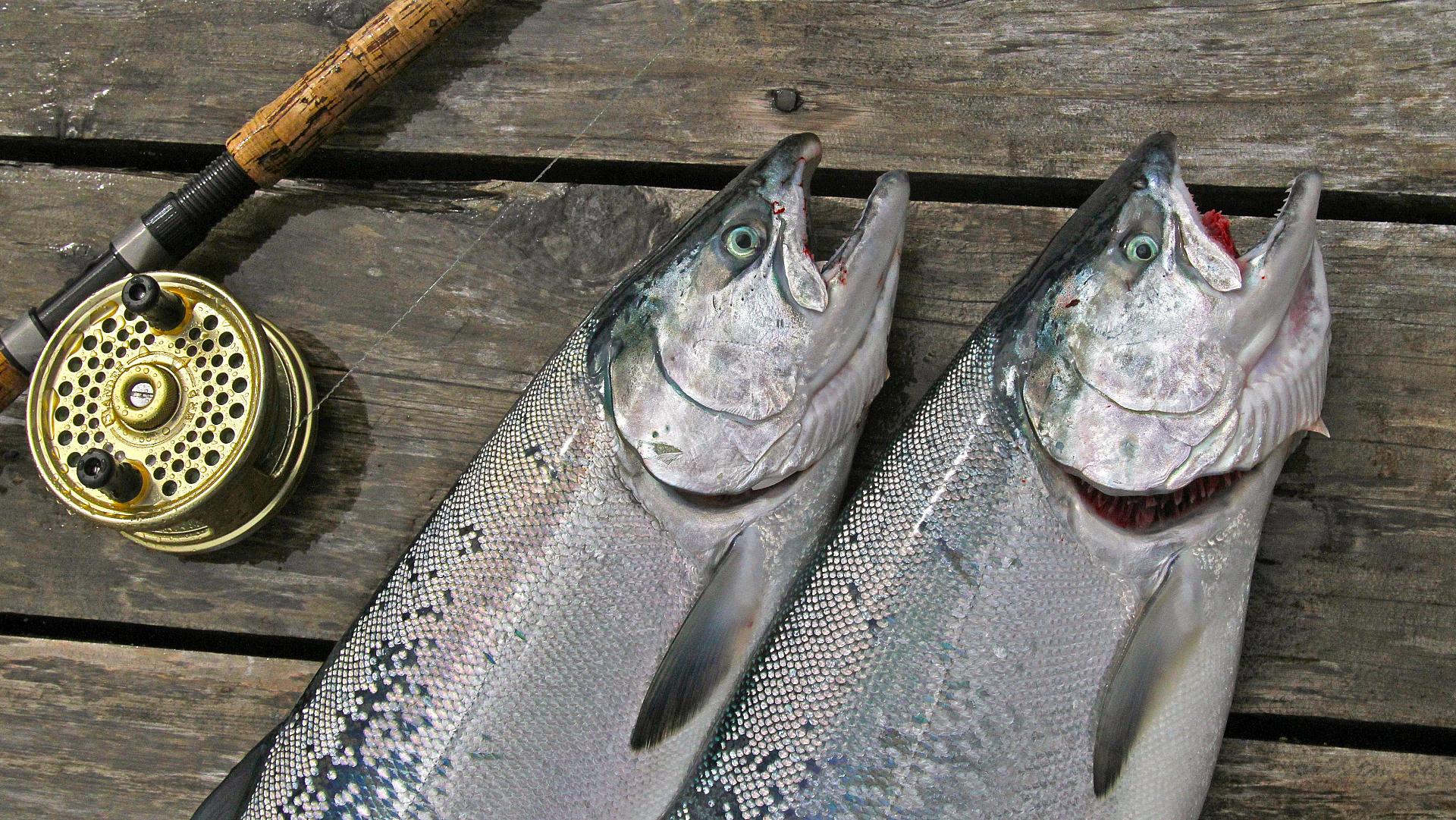 How one Prairie couple succumbed to the allure of B.C. salmon fishing •  Outdoor Canada