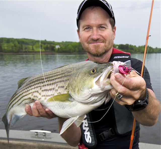 Credit: Pete Bowman. Pete Bowman and one of his countless N.B. striped bass. 