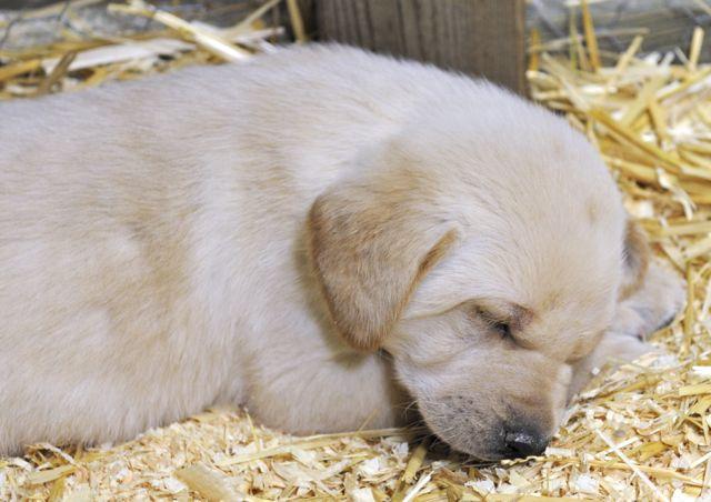 Sleeping puppy