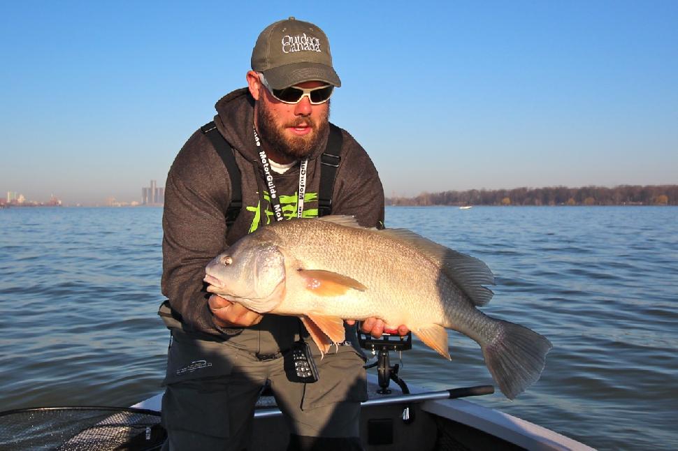 Ciconne with a sheepshead