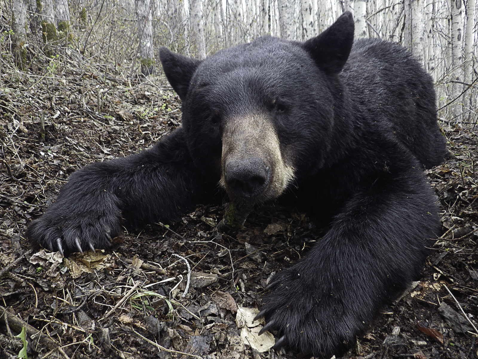 How to make bear baiting worth the work • Outdoor Canada