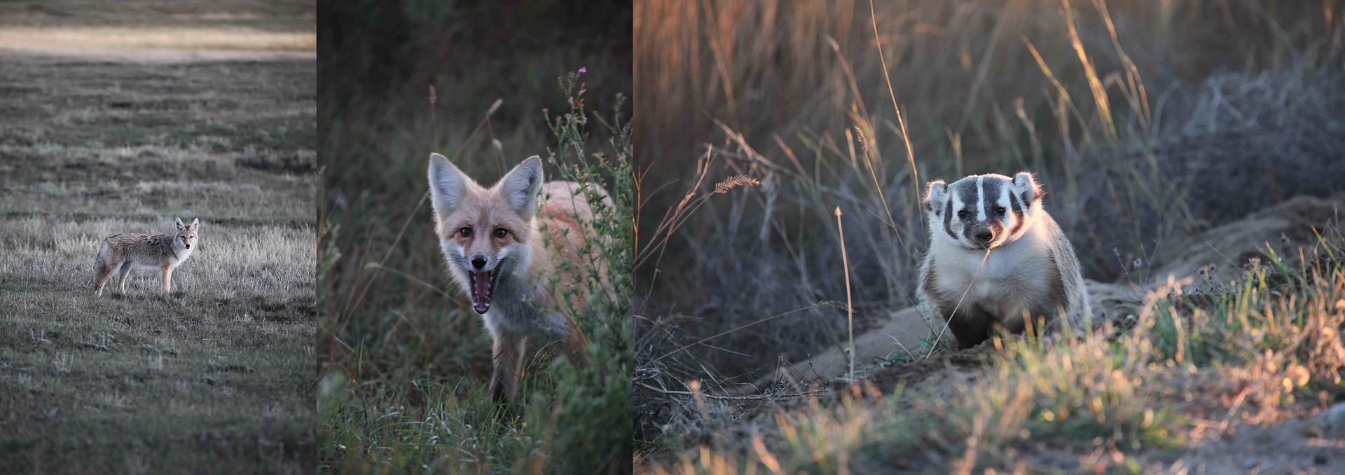 Prairie Predator Regulations