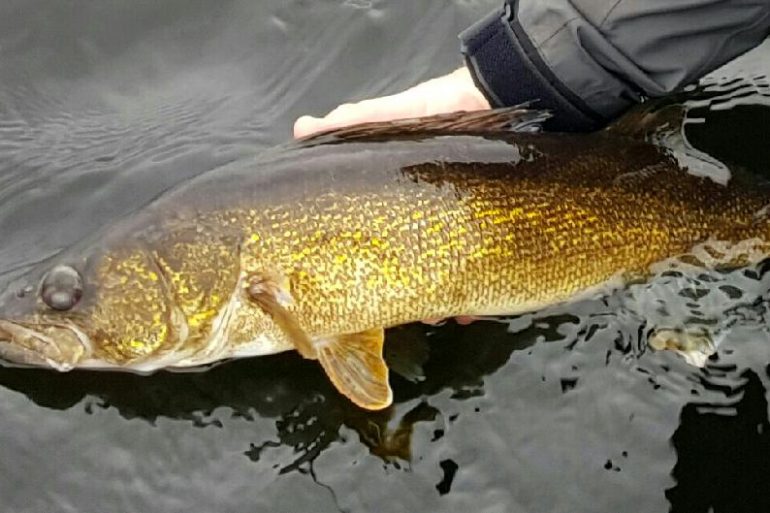 Walleye caught and released.