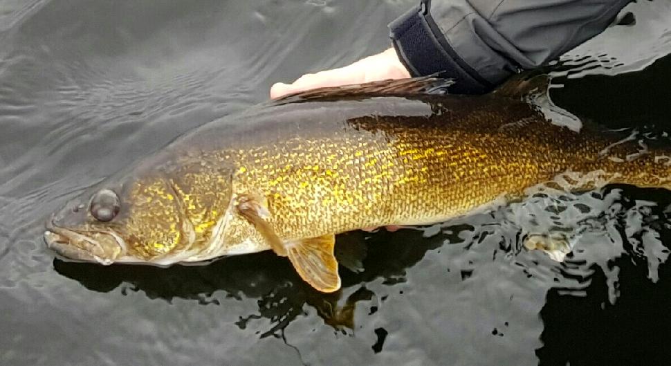 Walleye caught and released.