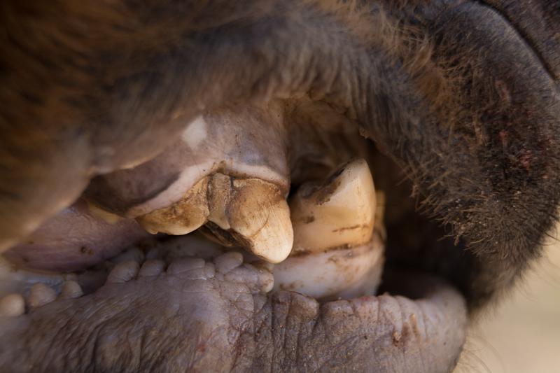 Broken black bear teeth