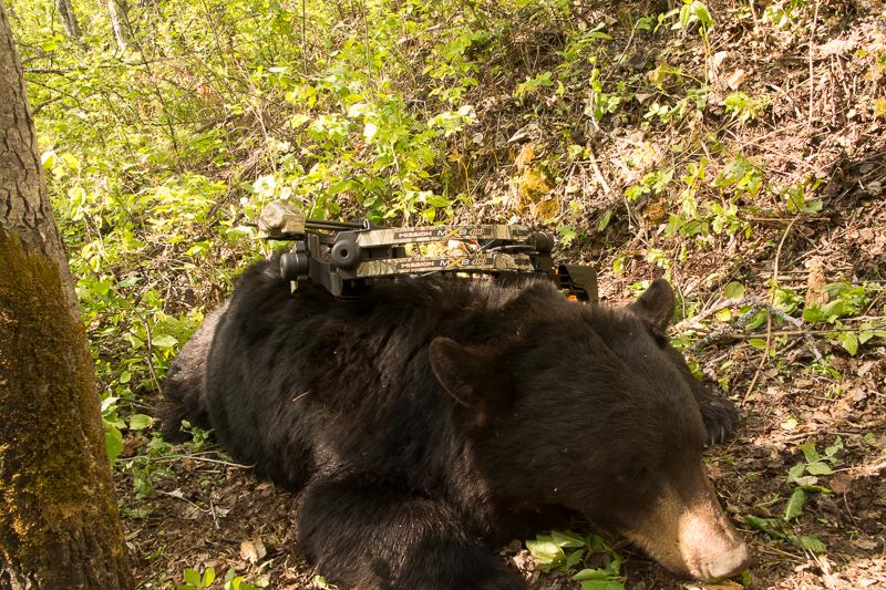 Bowhunted bear