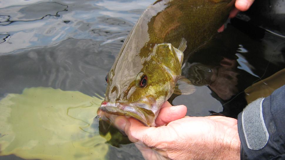 Smallmouth bass in lillies