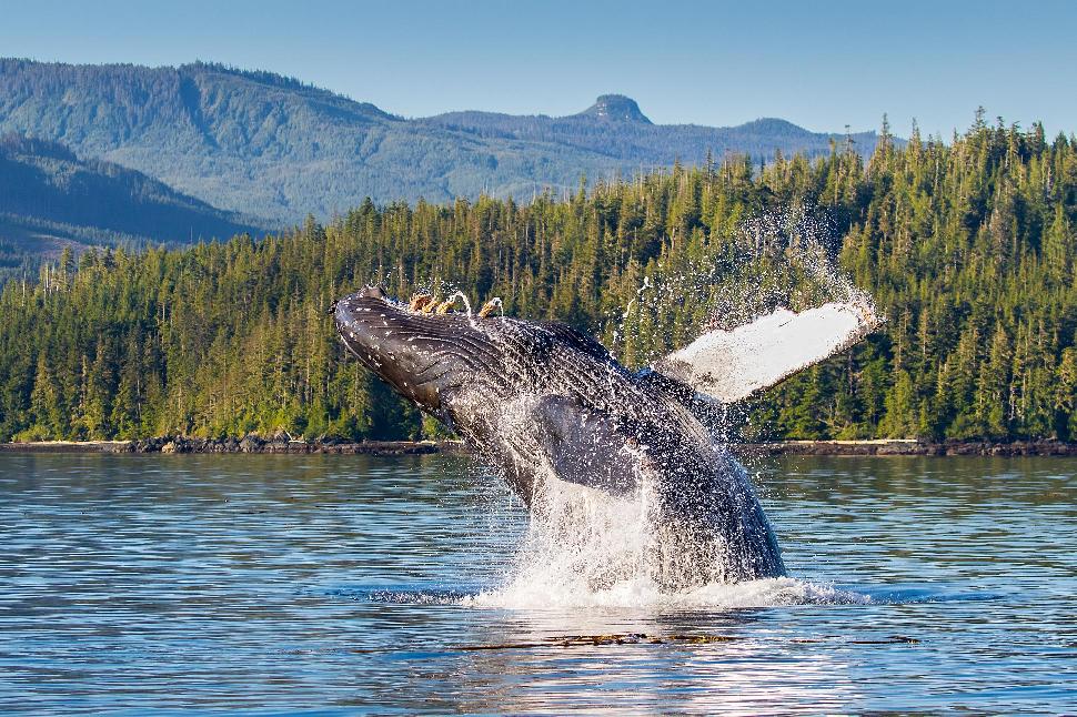 Humpback whale