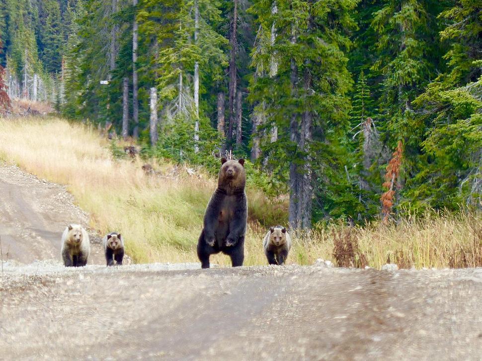 Road bears