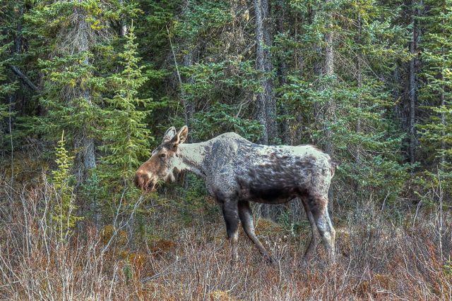 Credit: Vanessa Oakes. A “ghost moose” suffering from ticks.