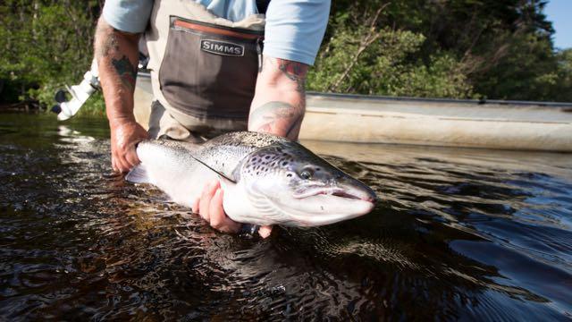 Newfoundland and Labrador's 6 Top Atlantic Salmon Rivers for the coming  season • Outdoor Canada