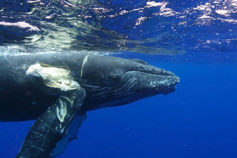 A ship-struck Humpback. Credit: NOAA.