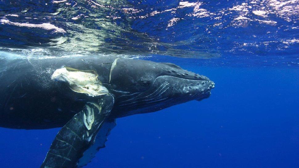 A ship-struck Humpback. Credit: NOAA.