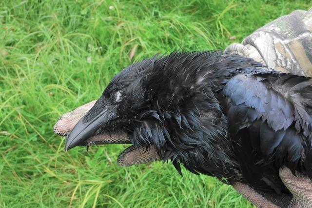 Credit: Al Voth. Ravens are notorious for their sharp beaks.