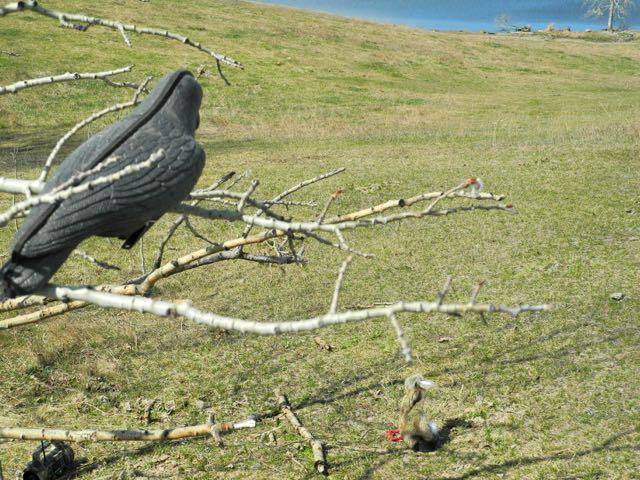 Credit: Al Voth. Crow decoys help attract ravens.