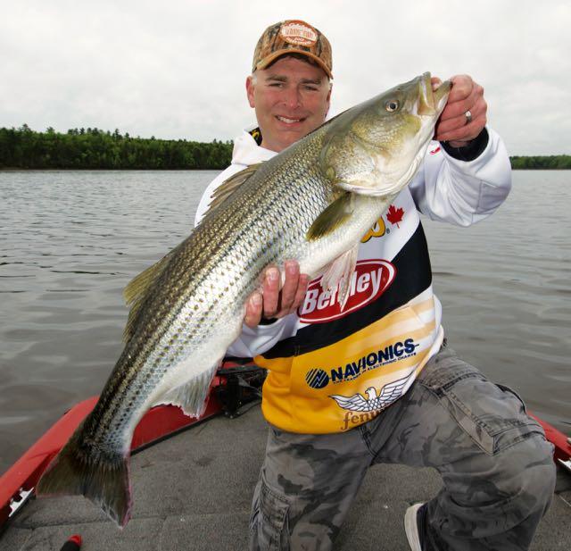 Credit: Gord Pyzer. N.B. angler Jason Gogan hoists a hefty Miramichi striper. 