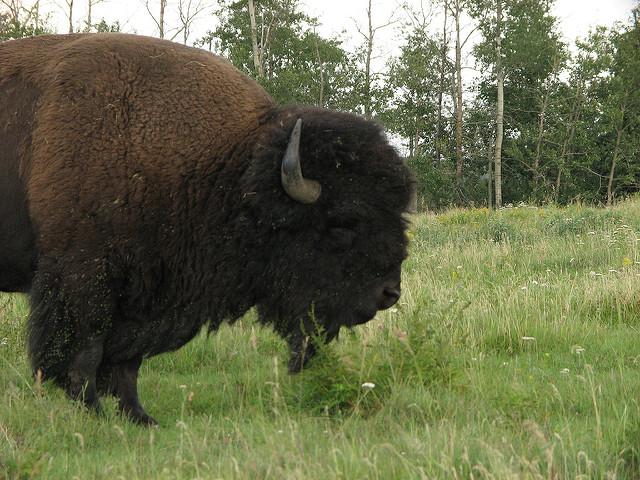 Elk Island National Park