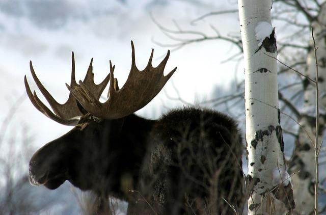 Moose