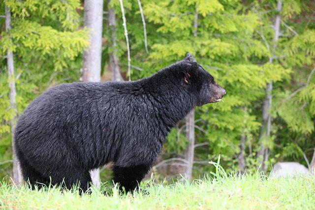 Black bear