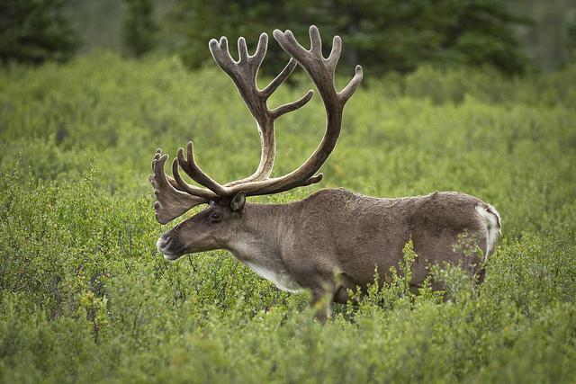 Caribou