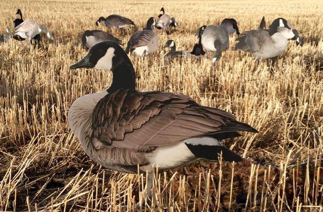 Canada goose silhouette decoys