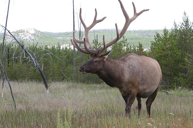 Bulls will seek the shade of heavy timber on hot days