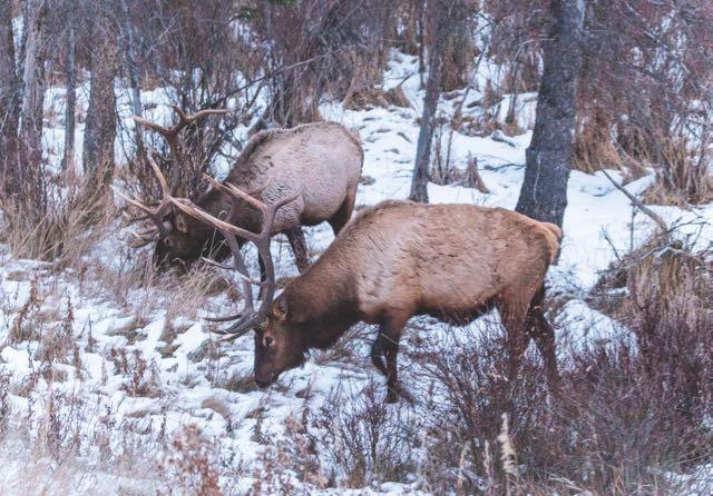 As the late season grows colder, elk will feed more. Credit: Tupulak.