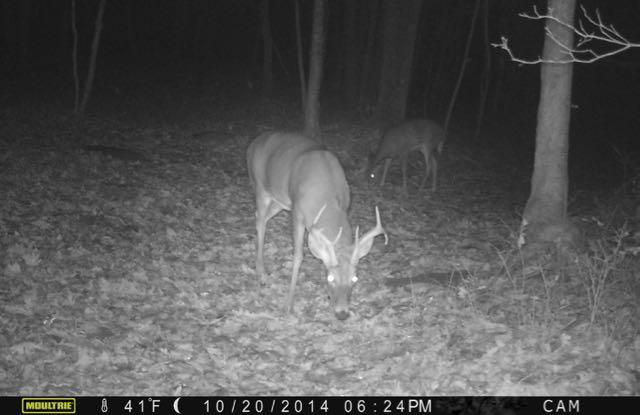 Deer eating at night