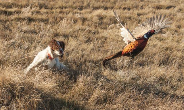 Duck Dog Tip of the Week: Introducing your Pup to Training Dummy - Delta  Waterfowl