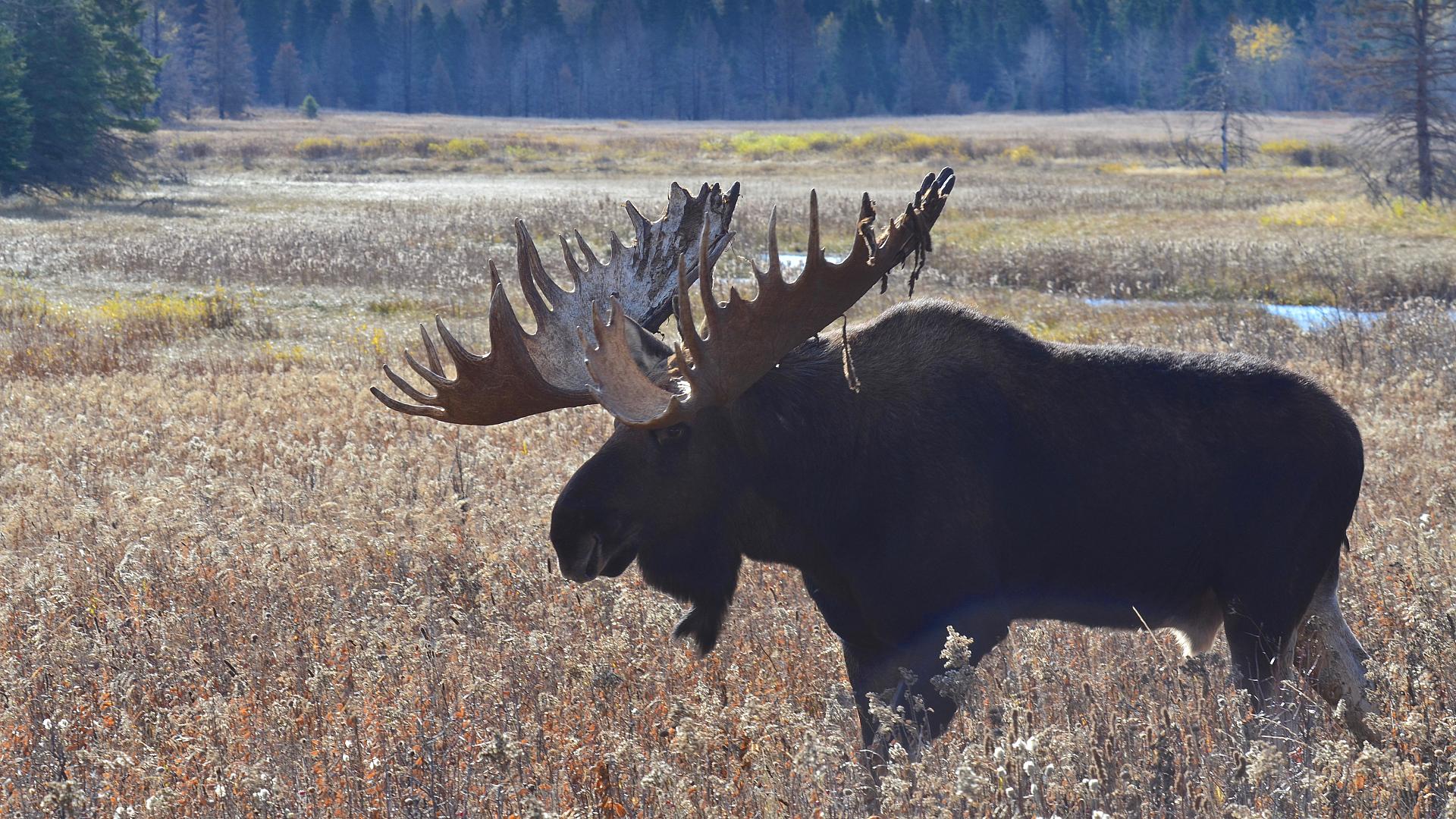 Moose