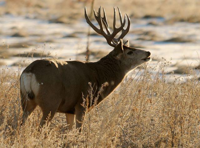 USFWS Mountain-Prairie