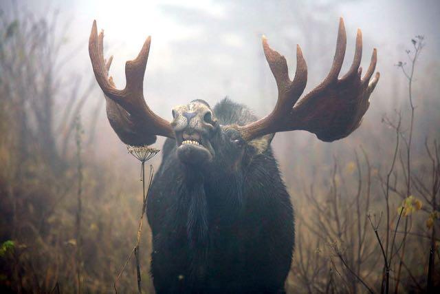 Moose