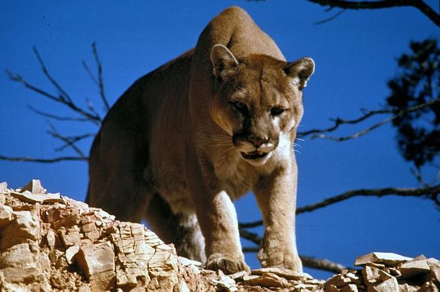 COUGAR