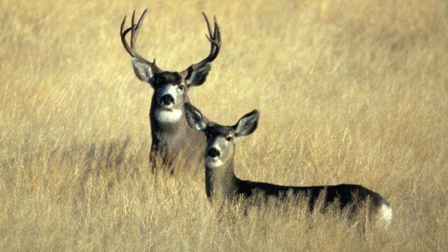 Deer