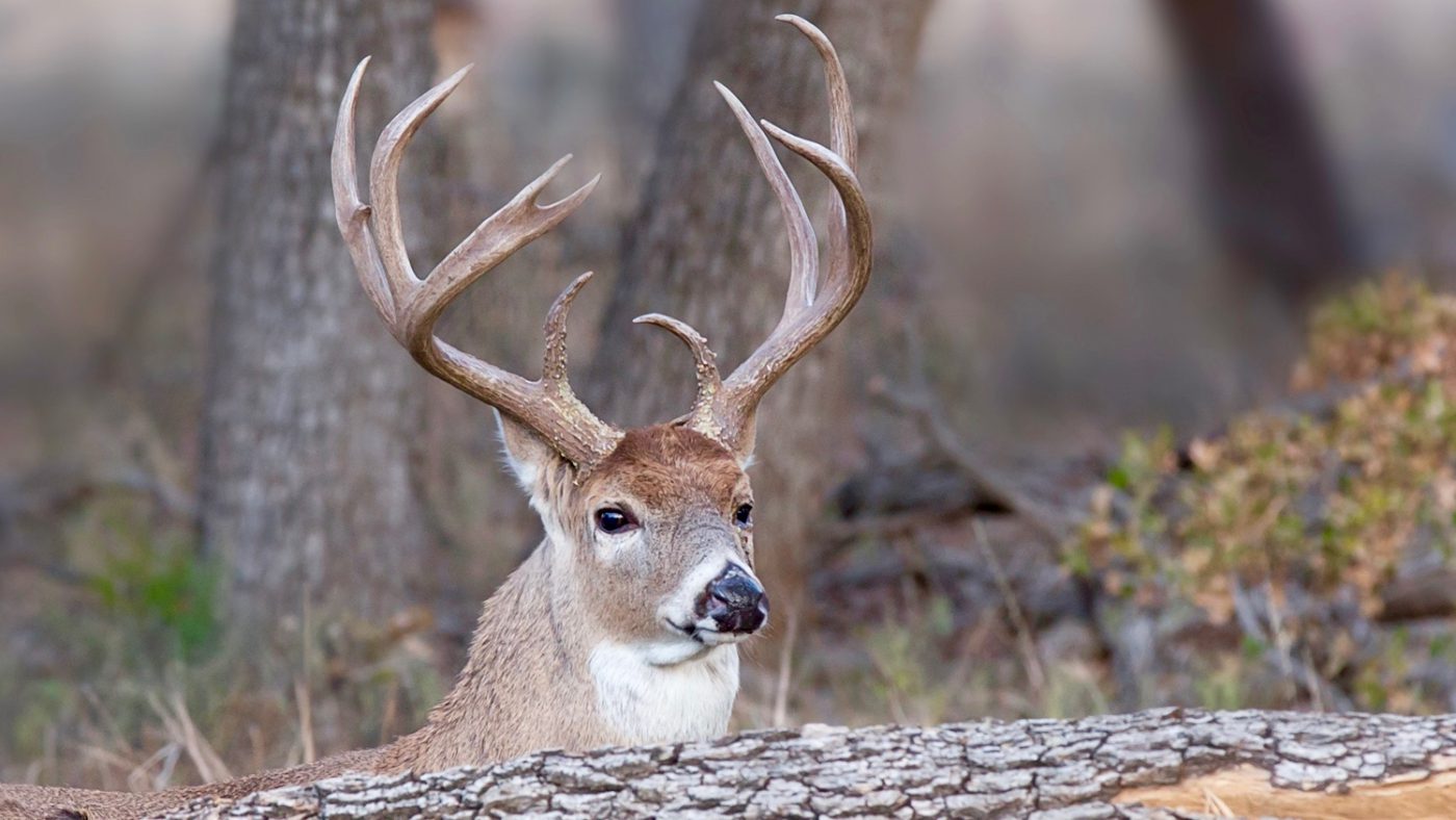 If A Deer Blows Is The Hunt Over Buck Blunders: 8 Whitetail Behaviour Myths That Might Be Blowing Your