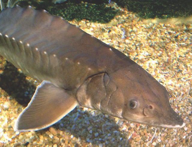 Sturgeon