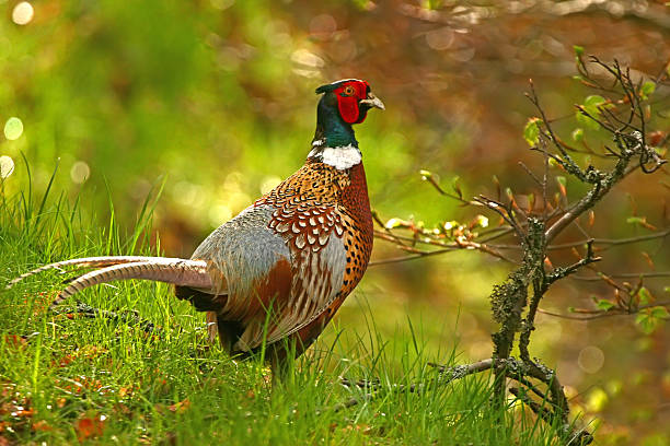 Ring-necked pheasant