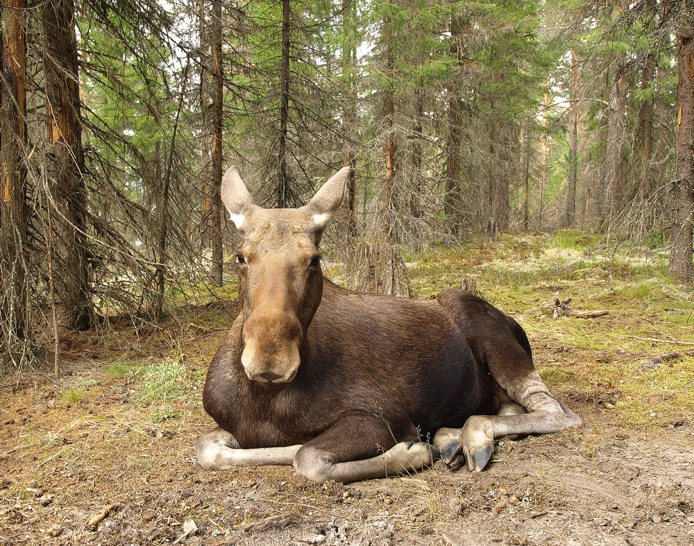 Female moose