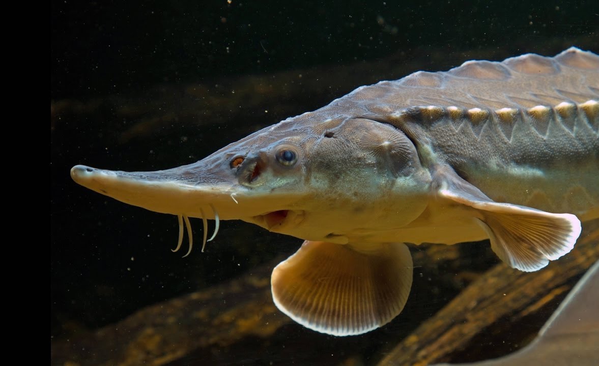 Sturgeon