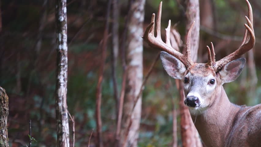 Whitetail deer