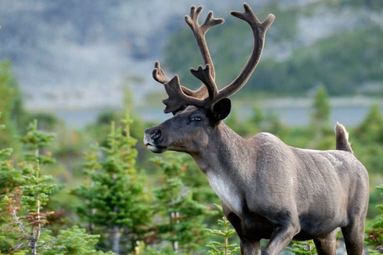 Woodland caribou