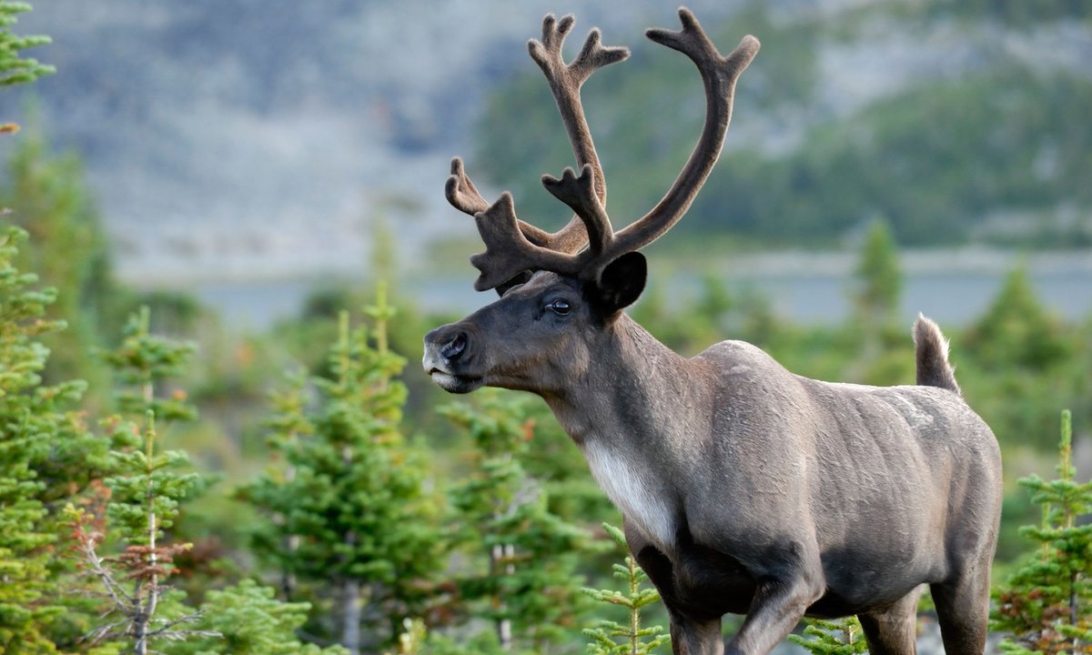 Woodland caribou