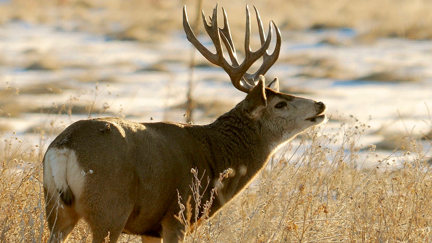 Hunters feel landowners are getting too many antlered mule deer tags