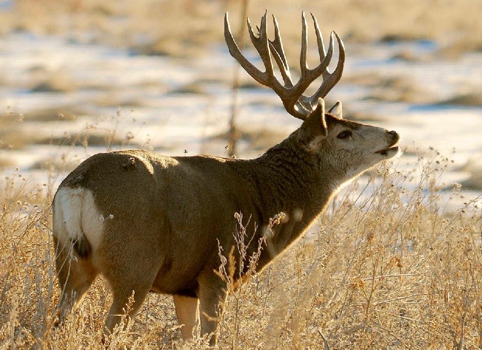 Credit: USFWS Mountain-Prairie. Hunters feel landowners are getting too many antlered mule deer tags.