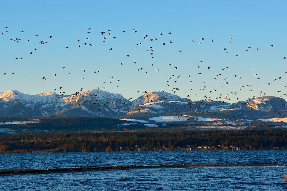 Credit: Ken Bailey Vancouver Island’s tidal waters are rugged and beautiful