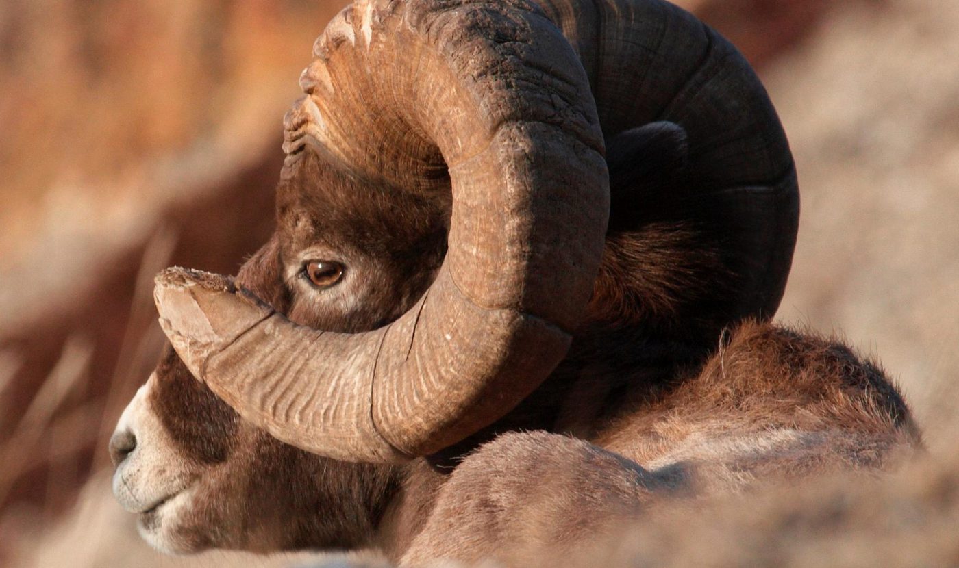 Alberta Fish and Game Association raises over 200,000 via hunting