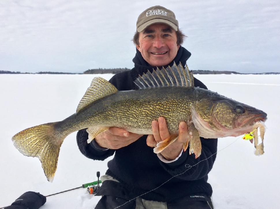 Jig up big walleye with ciscoe steaks. Credit: Gord Pyzer.