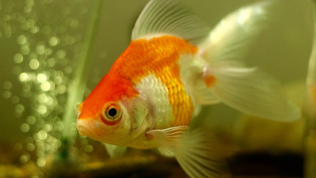 How to Dispose of Your Pet Goldfish with Dignity (and Respect for the